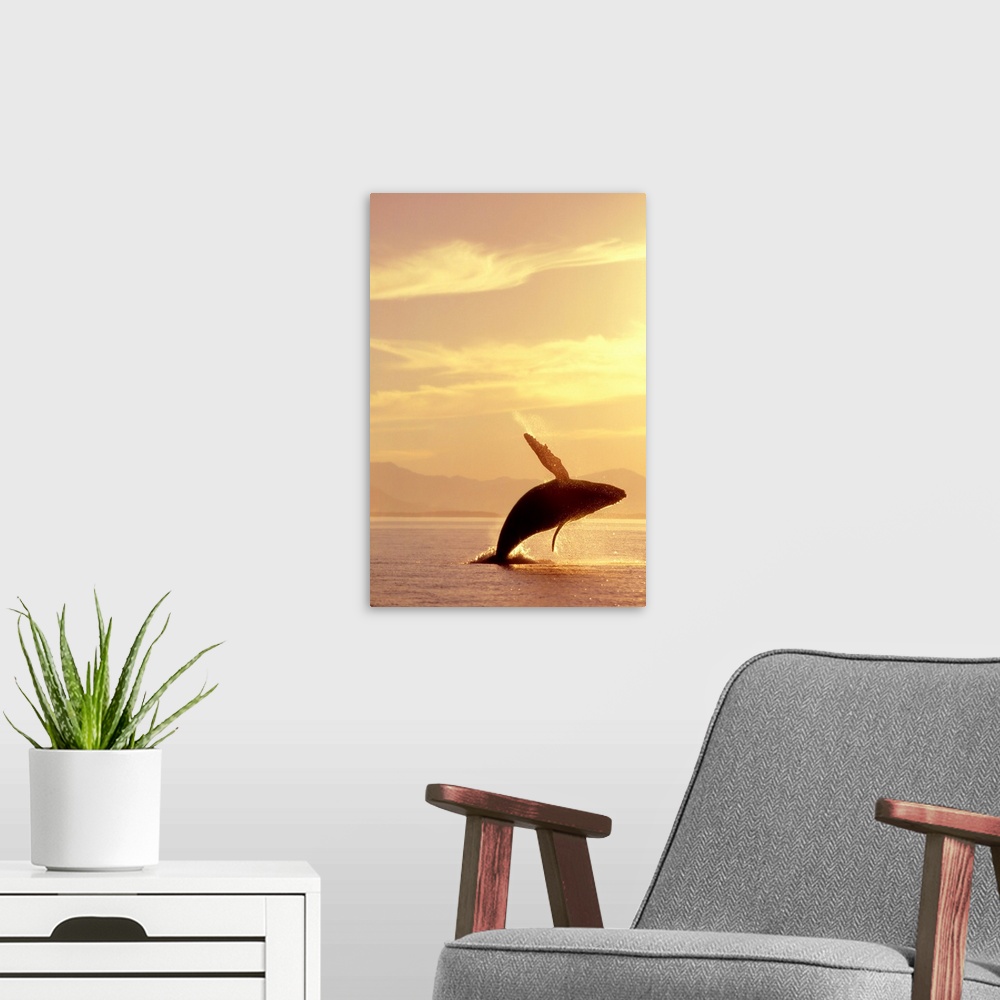 A modern room featuring Wildlife photograph of a humpback whale breaching in Inside Passage in Alaska at sunset during th...