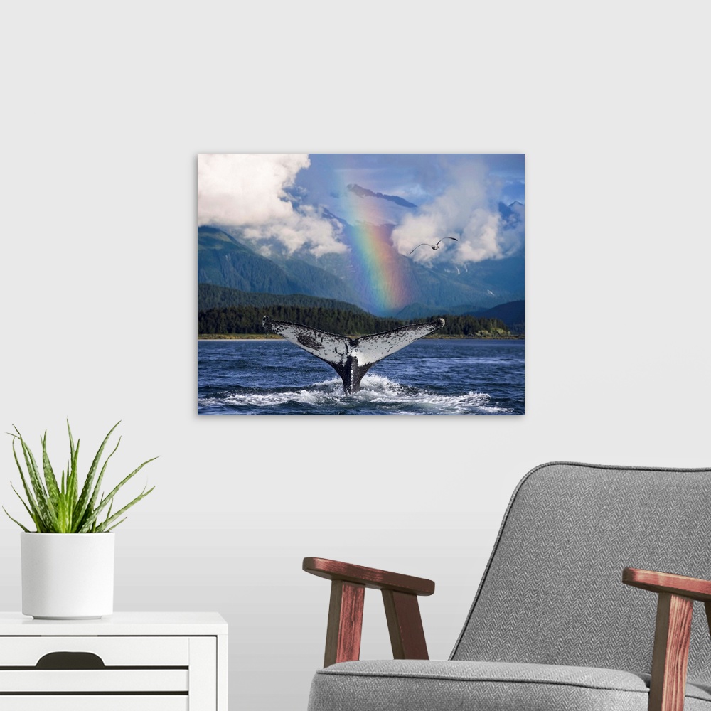 A modern room featuring Humpback Whale Submerging Showing Fluke W/Rainbow Inside Passage Alaska Southeast Summer Composite