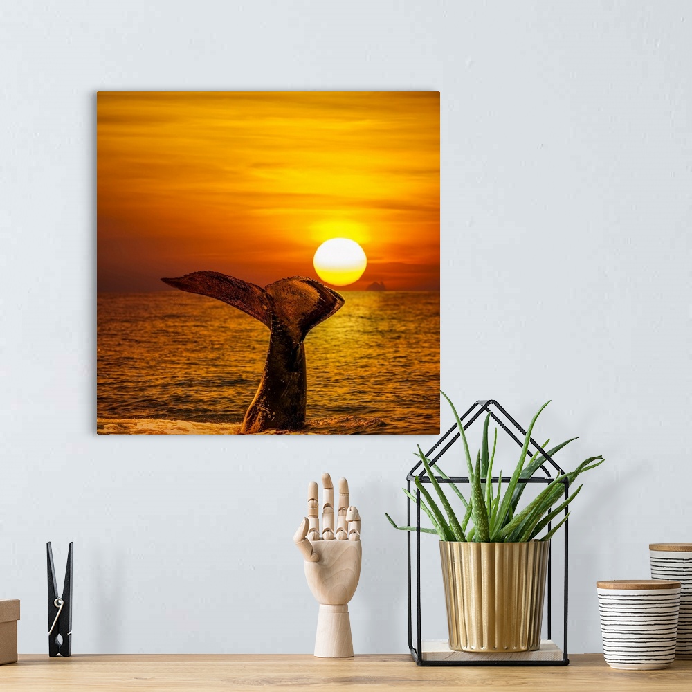 A bohemian room featuring A humpback whale (Megaptera novaeangliae) lifts it's tail in the air at sunset; Hawaii, United St...