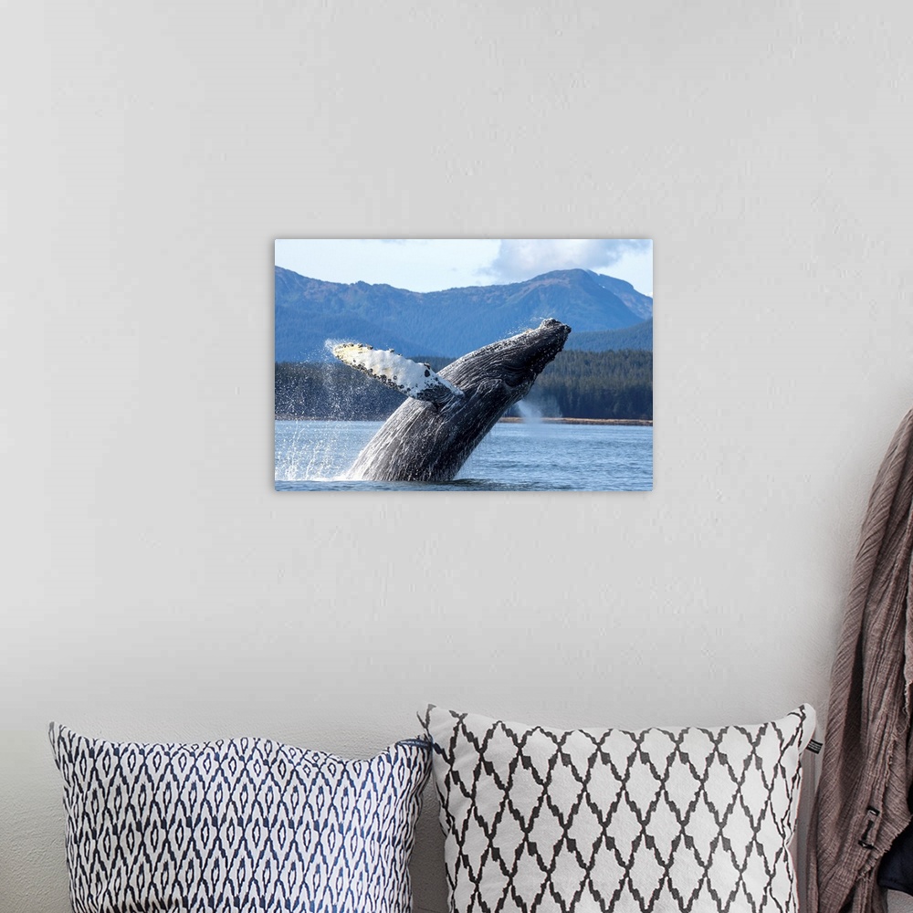 A bohemian room featuring Humpback Whale Breaches As It Leaps From Water Of Stephens Passage.