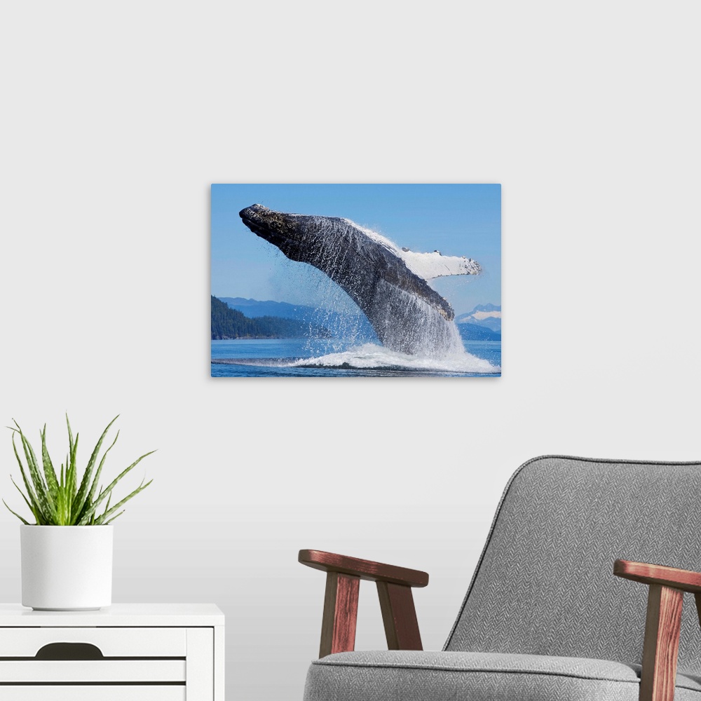 A modern room featuring Humpback Whale Breaches In Chatham Strait, Inside Passage, Admiralty Island, Alaska
