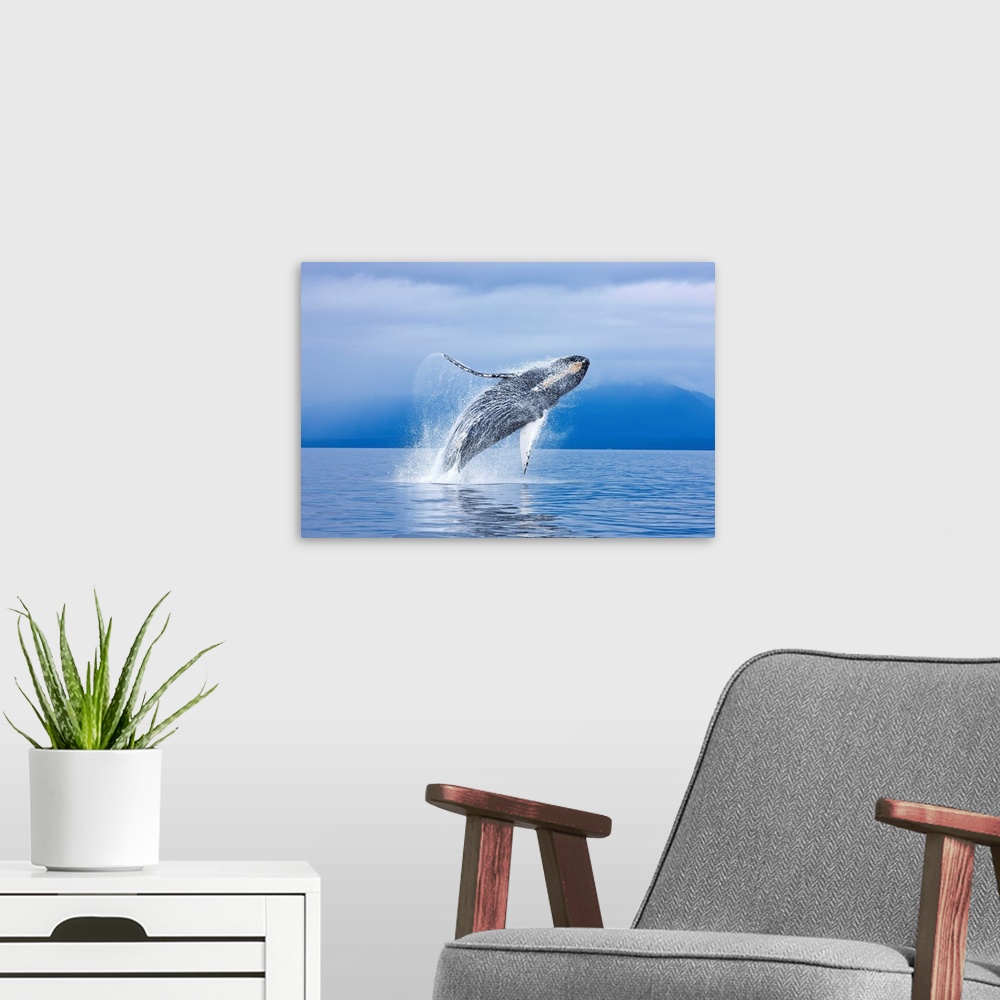 A modern room featuring Humpback Whale Breaching Along The Shoreline Of Chichagof, Alaska