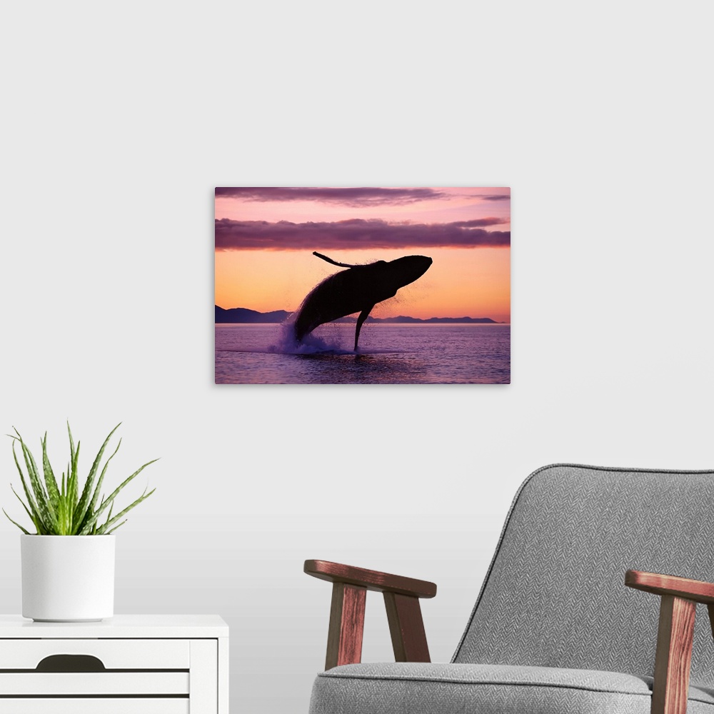 A modern room featuring Humpback Whale Breaching At Sunset, Southeast Alaska