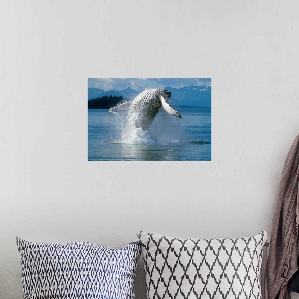 A bohemian room featuring Humpback Whale Breaching Frederick Sound SE AK