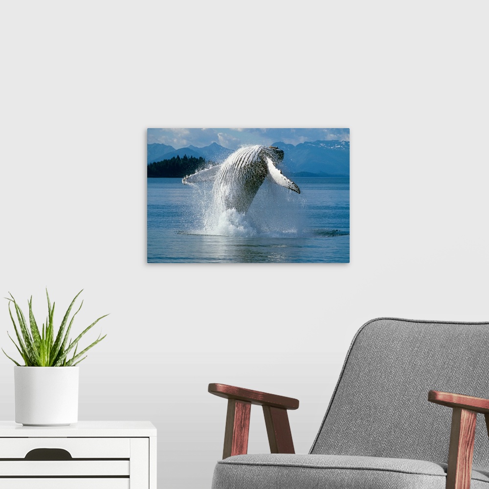 A modern room featuring Humpback Whale Breaching Frederick Sound SE AK