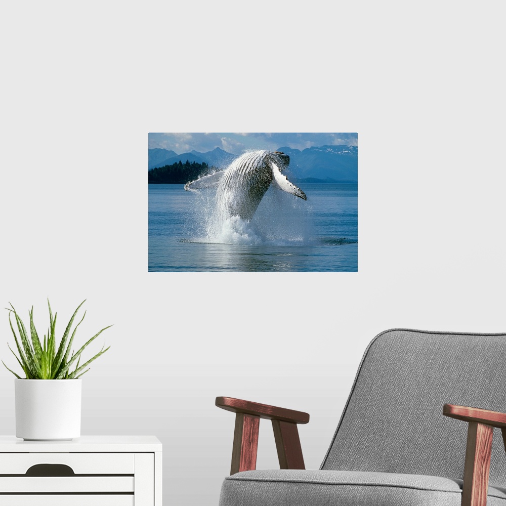 A modern room featuring Humpback Whale Breaching Frederick Sound SE AK