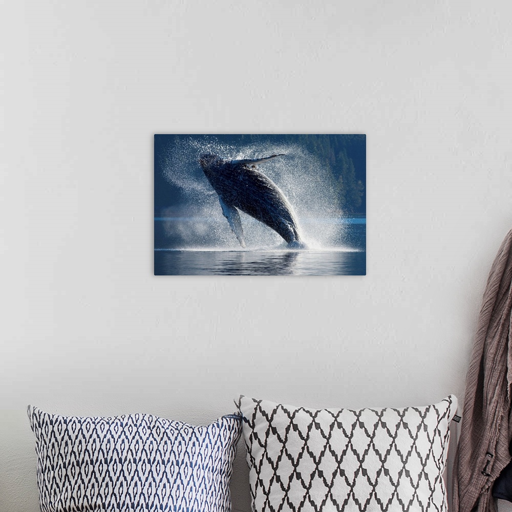 A bohemian room featuring Humpback Whale Breaching In The Waters Of The Inside Passage, Southeast Alaska