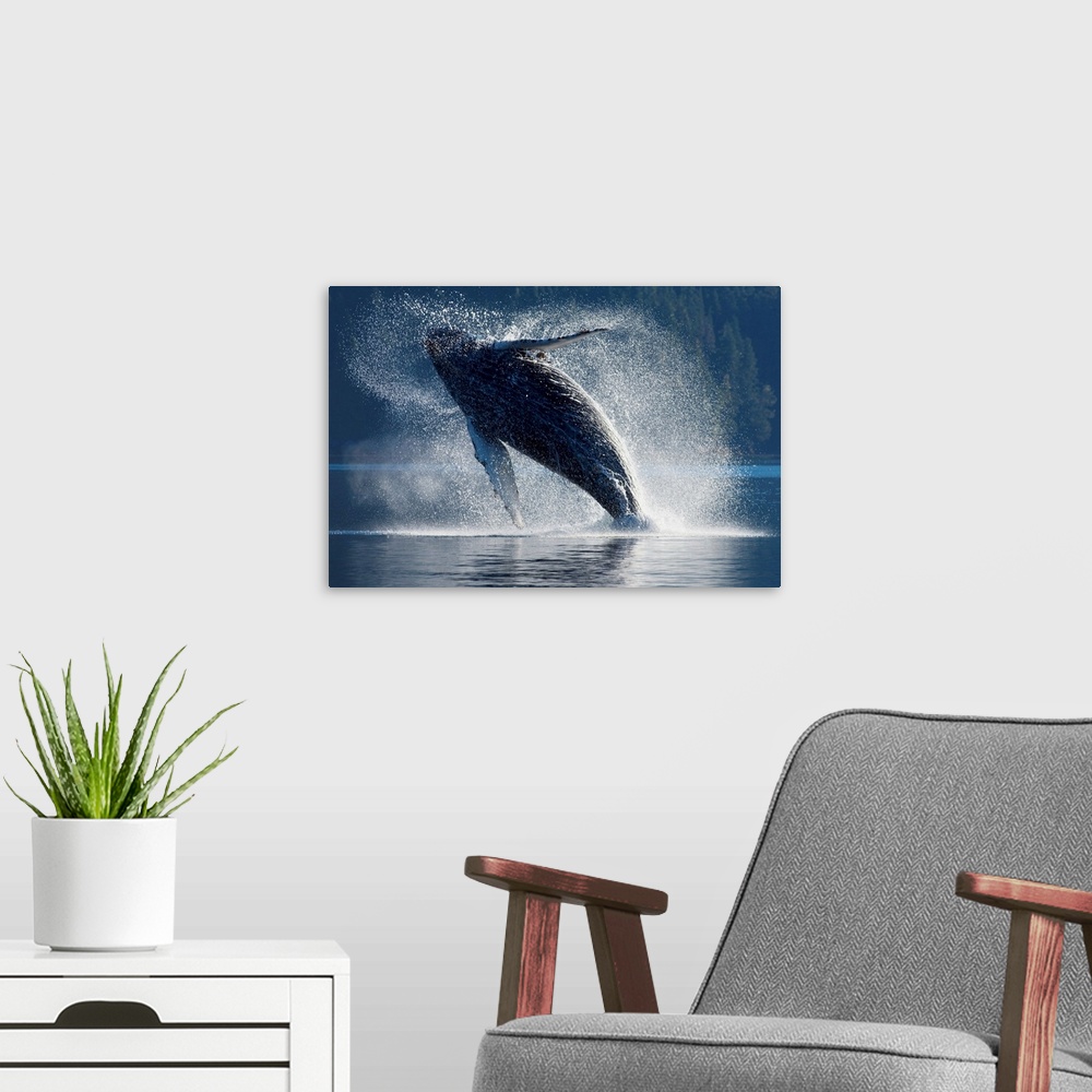 A modern room featuring Humpback Whale Breaching In The Waters Of The Inside Passage, Southeast Alaska