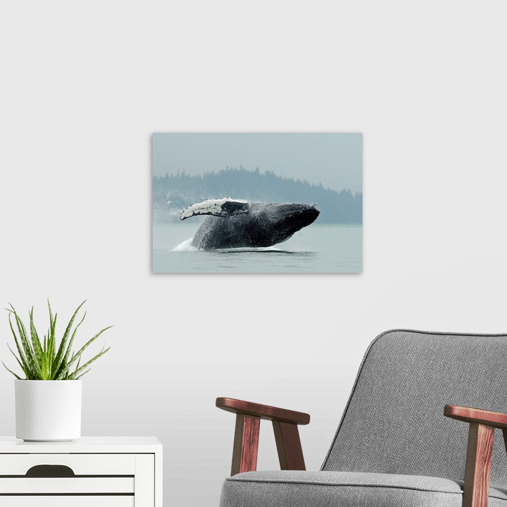 A modern room featuring Humpback whale breaching near Juneau during summer in southeast Alaska.
