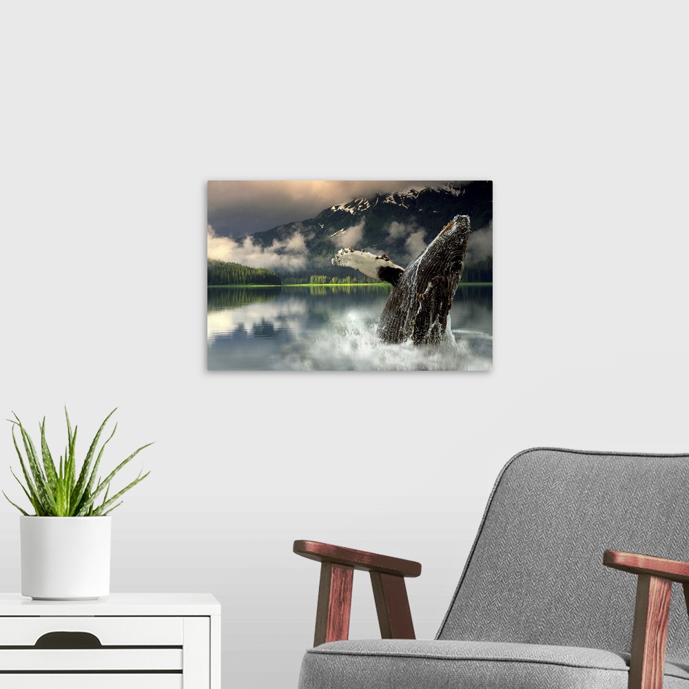 A modern room featuring Horizontal, large photograph of a humpback whale jumping out of the water in Southeast Alaska, lo...
