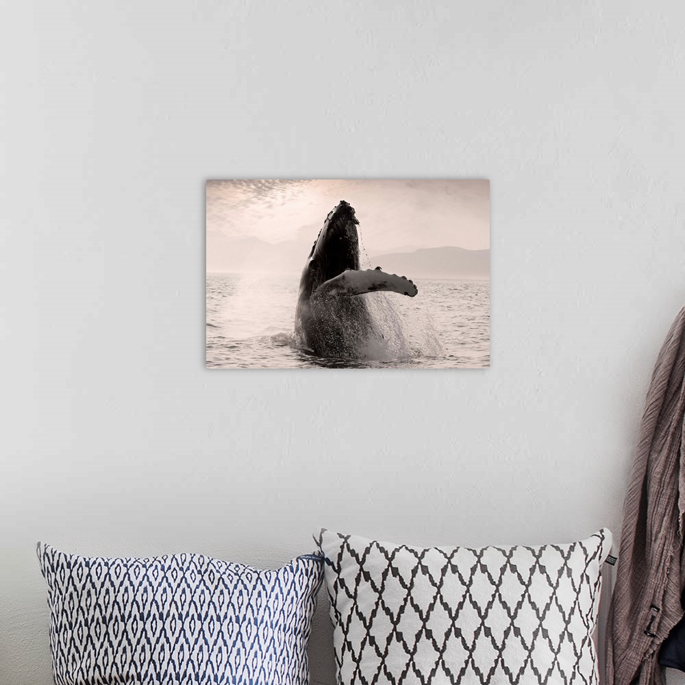 A bohemian room featuring Humpback Whale Breaching with Coast Mountains Background, Southeast Alaska