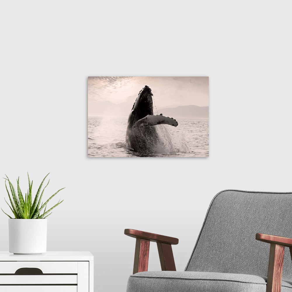 A modern room featuring Humpback Whale Breaching with Coast Mountains Background, Southeast Alaska