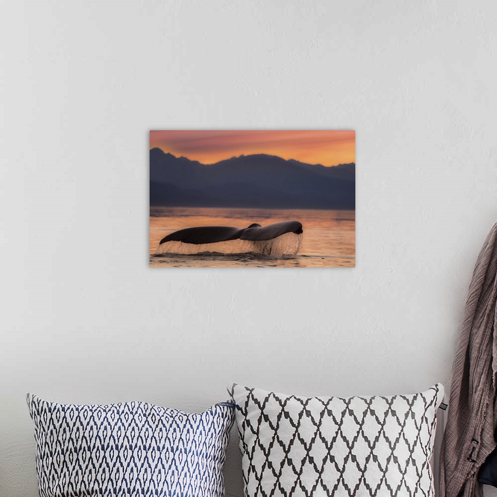 A bohemian room featuring A Humpback Whale lifts it flukes at sunset as it returns to the depths to feed in the calm waters...
