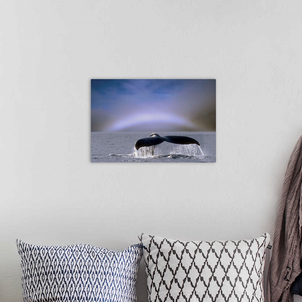 A bohemian room featuring Humpback Whale Fluke On Surface Of Water, Alaska