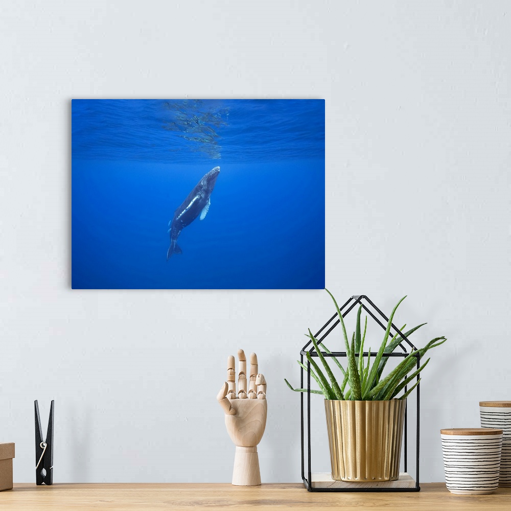 A bohemian room featuring The fish following this surfacing humpback whale (Megaptera novaeangliae) are known as leatherbac...