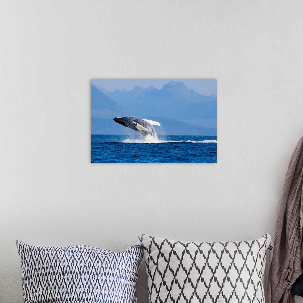 A bohemian room featuring Humpback Whale In Inside Passage Leaping Out Of The Water, Southeast Alaska