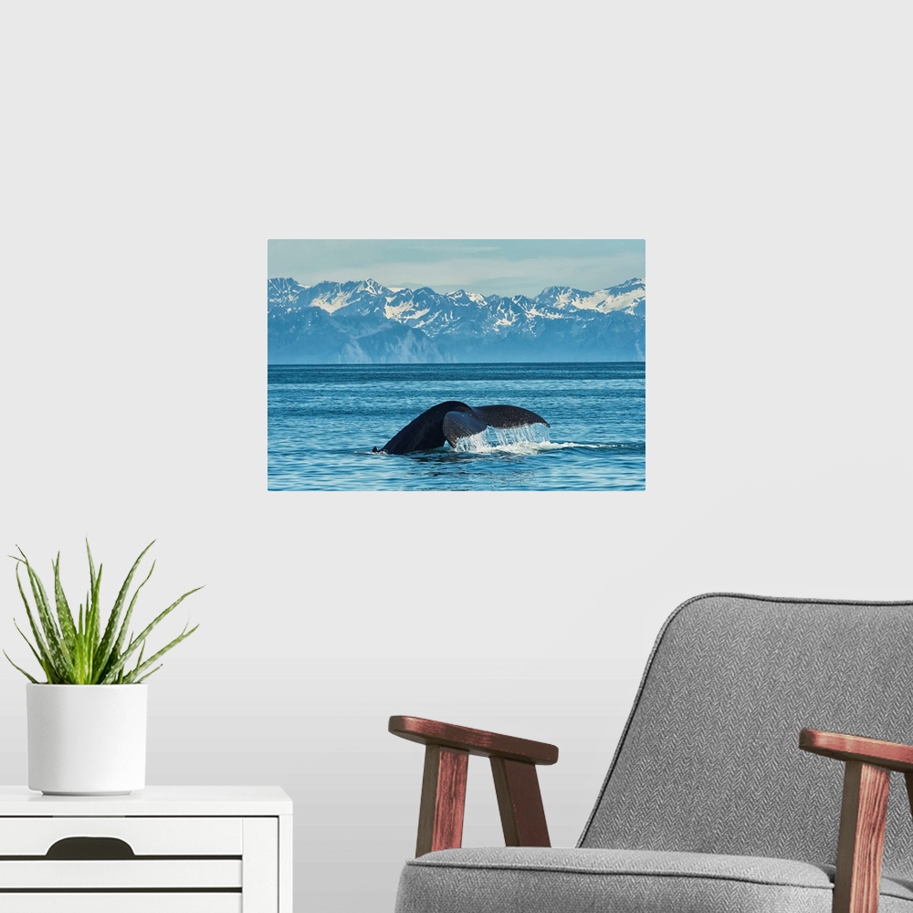A modern room featuring Humpback whale (Megaptera novaeangliae) in Seward harbor, Seward, Alaska, United States of America.