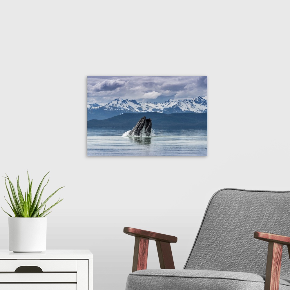A modern room featuring Humpback whale (Megaptera novaeangliae) lunge feeding for herring with a view of throat pleats, I...