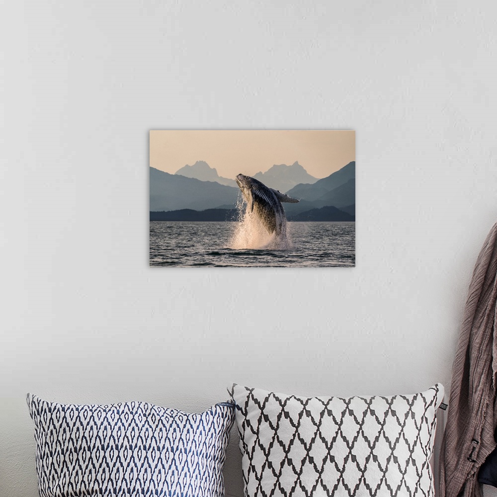 A bohemian room featuring Humpback whale (Megaptera novaeangliae) leaping out of the water of Inside Passage in the Lynn Ca...