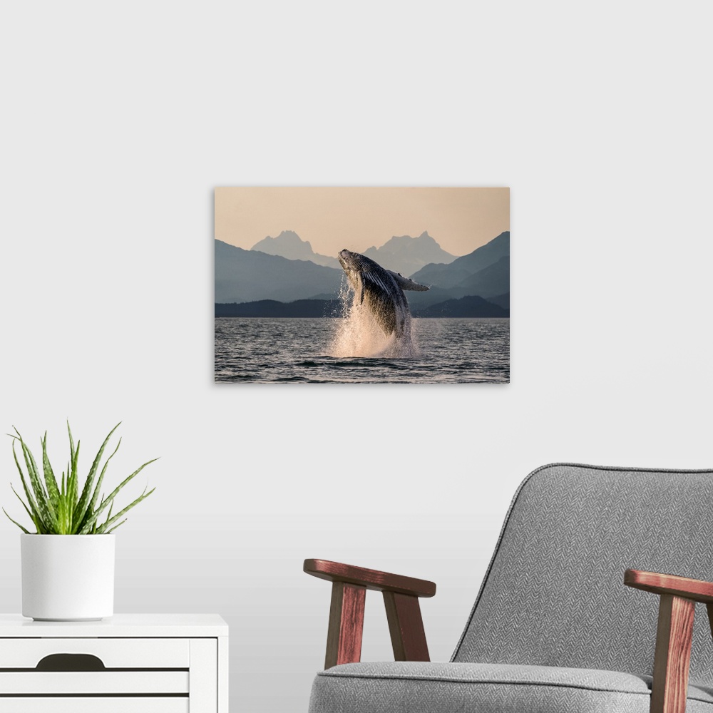 A modern room featuring Humpback whale (Megaptera novaeangliae) leaping out of the water of Inside Passage in the Lynn Ca...