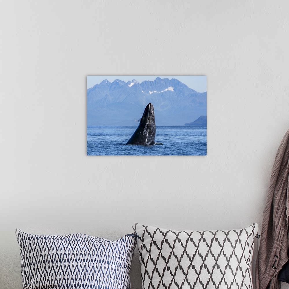 A bohemian room featuring Humpback whale (Megaptera novaeangliae) surfacing, Inside Passage, Lynn Canal; Alaska, United Sta...