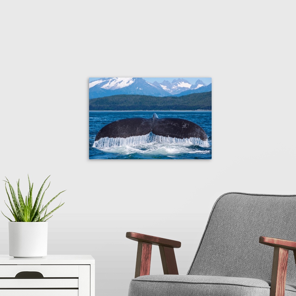 A modern room featuring Humpback Whale Lifts Its Flukes, Snow Covered Coastal Range In Background