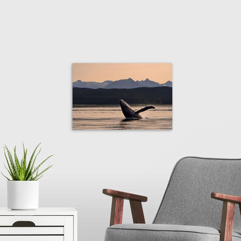 A modern room featuring Humpback whale (Megaptera novaeangliae) breaches at sunset, Lynn Canal, Inside Passage, with Chil...