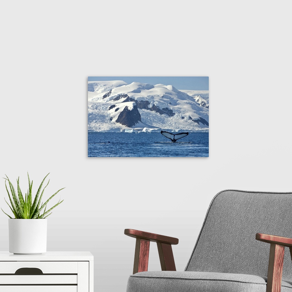 A modern room featuring whale, humpback, animal, blue whale, southern ocean, antarctica, landscape, photo, photography, p...