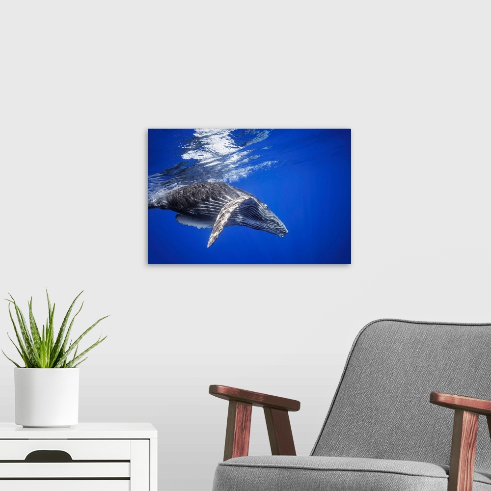 A modern room featuring Humpback whale (megaptera novaeangliae) swimming underwater just below the surface, Hawaii, unite...