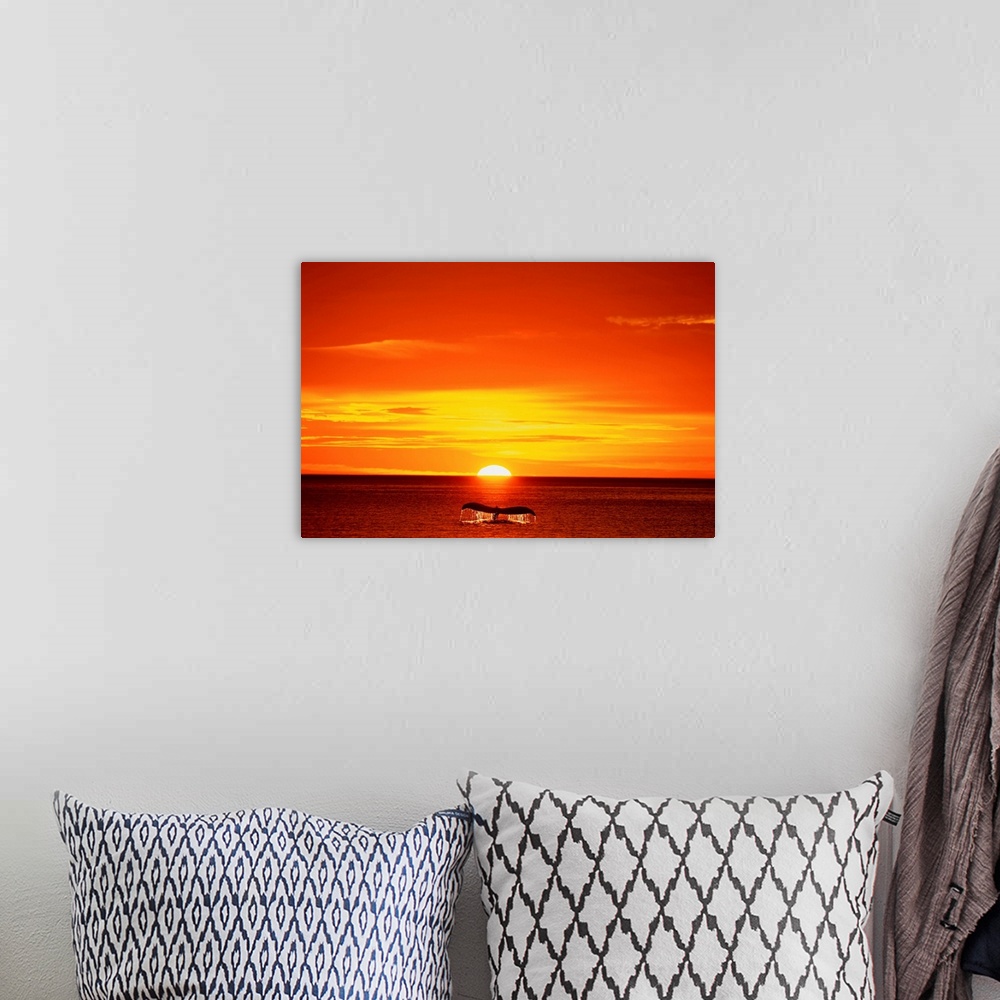 A bohemian room featuring Humpback Whale Tail At Sunset