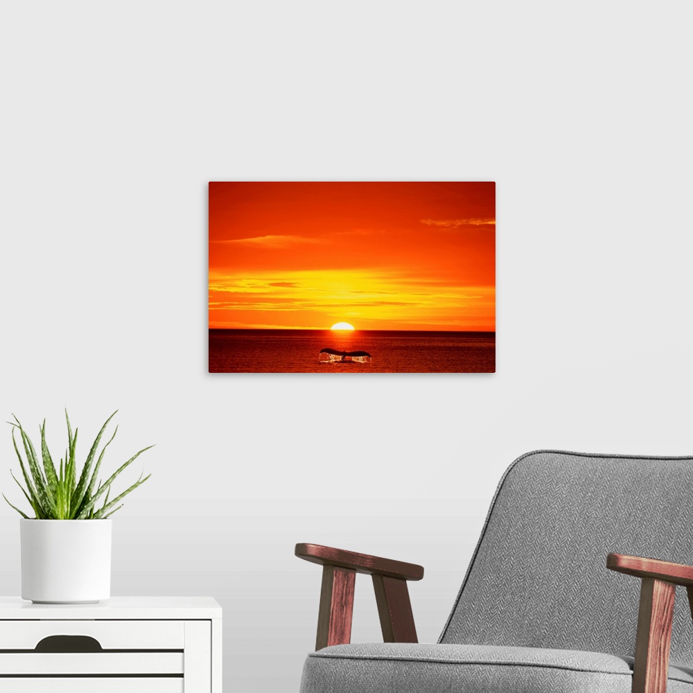 A modern room featuring Humpback Whale Tail At Sunset