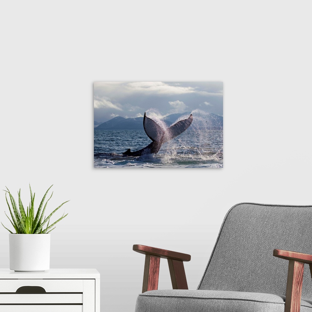A modern room featuring Humpback Whale Tail Slapping Surface Of Prince William Sound, Alaska