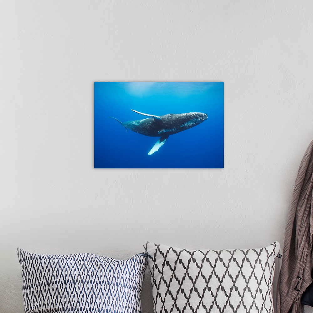 A bohemian room featuring Humpback whale (Megaptera novaeangliae) underwater. Hawaii, United States of America.