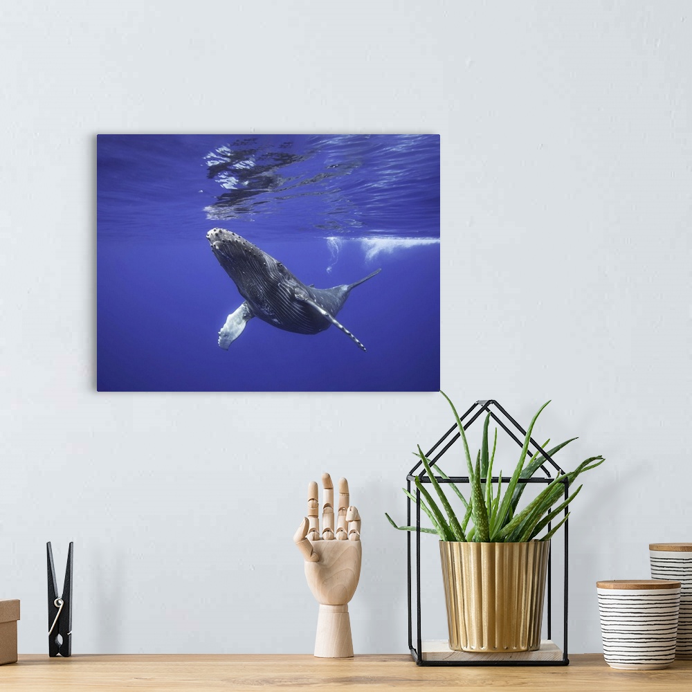 A bohemian room featuring Humpback whale, Megaptera novaeangliae, underwater, Hawaii.