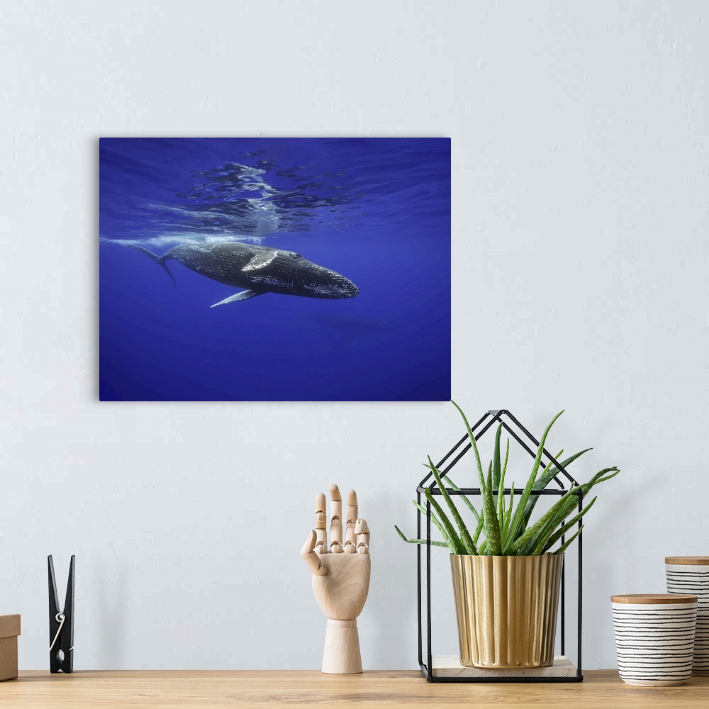 A bohemian room featuring Humpback whale underwater, Hawaii, United States of America