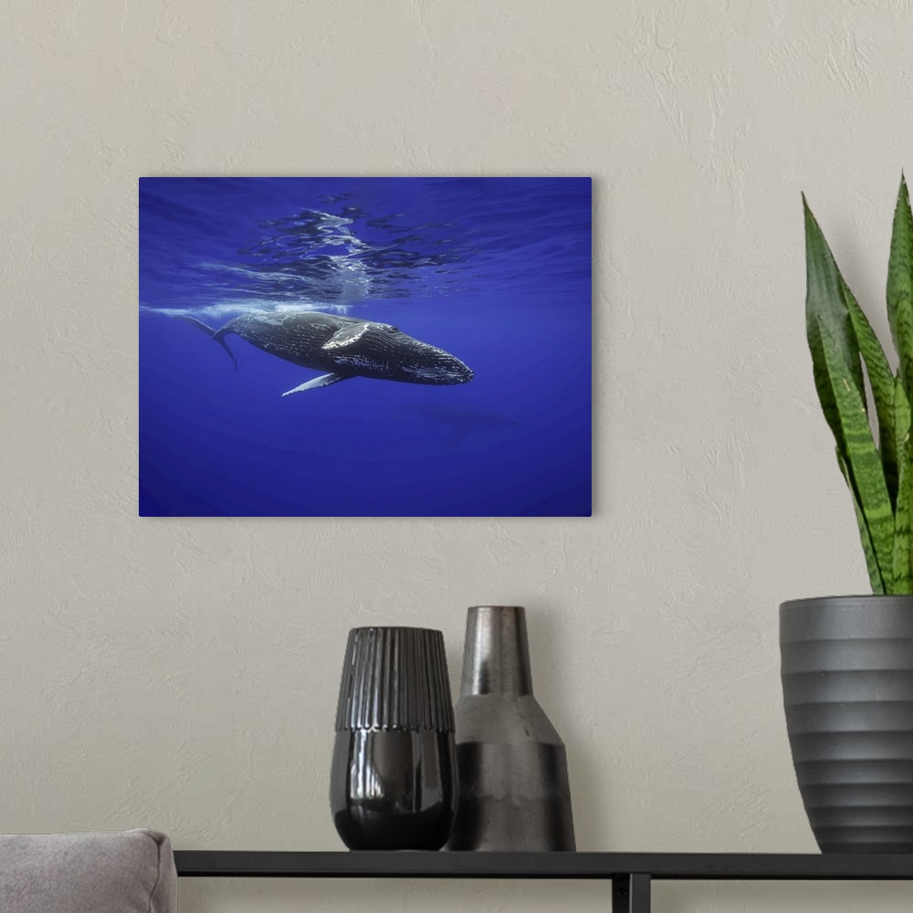 A modern room featuring Humpback whale underwater, Hawaii, United States of America