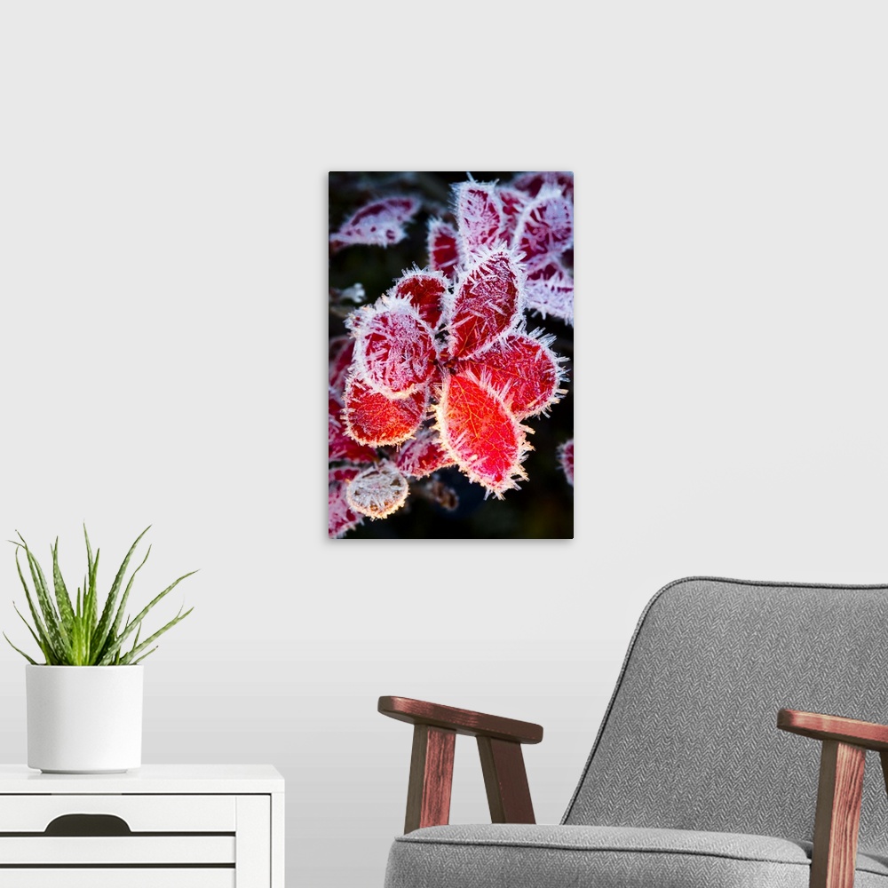 A modern room featuring Macro image in early morning of ice crystals on the red leaves of a blueberry plant, Maclaren Riv...