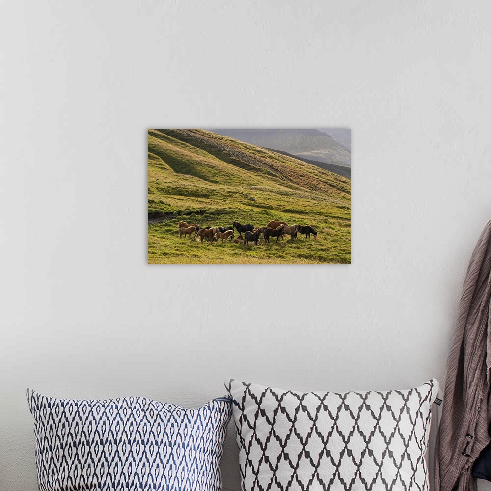 A bohemian room featuring Icelandic horses in the rugged landscape, Iceland