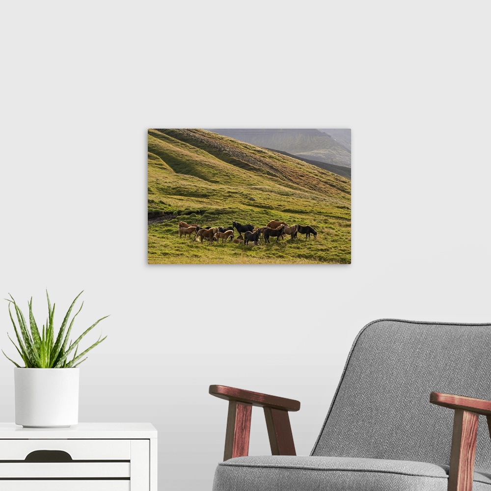 A modern room featuring Icelandic horses in the rugged landscape, Iceland