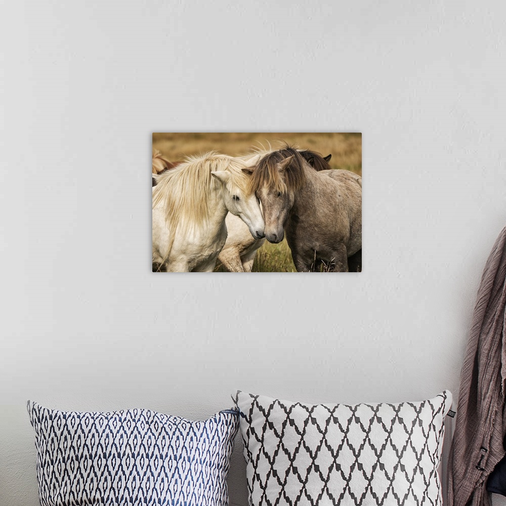 A bohemian room featuring Icelandic horses in their natural setting; Iceland