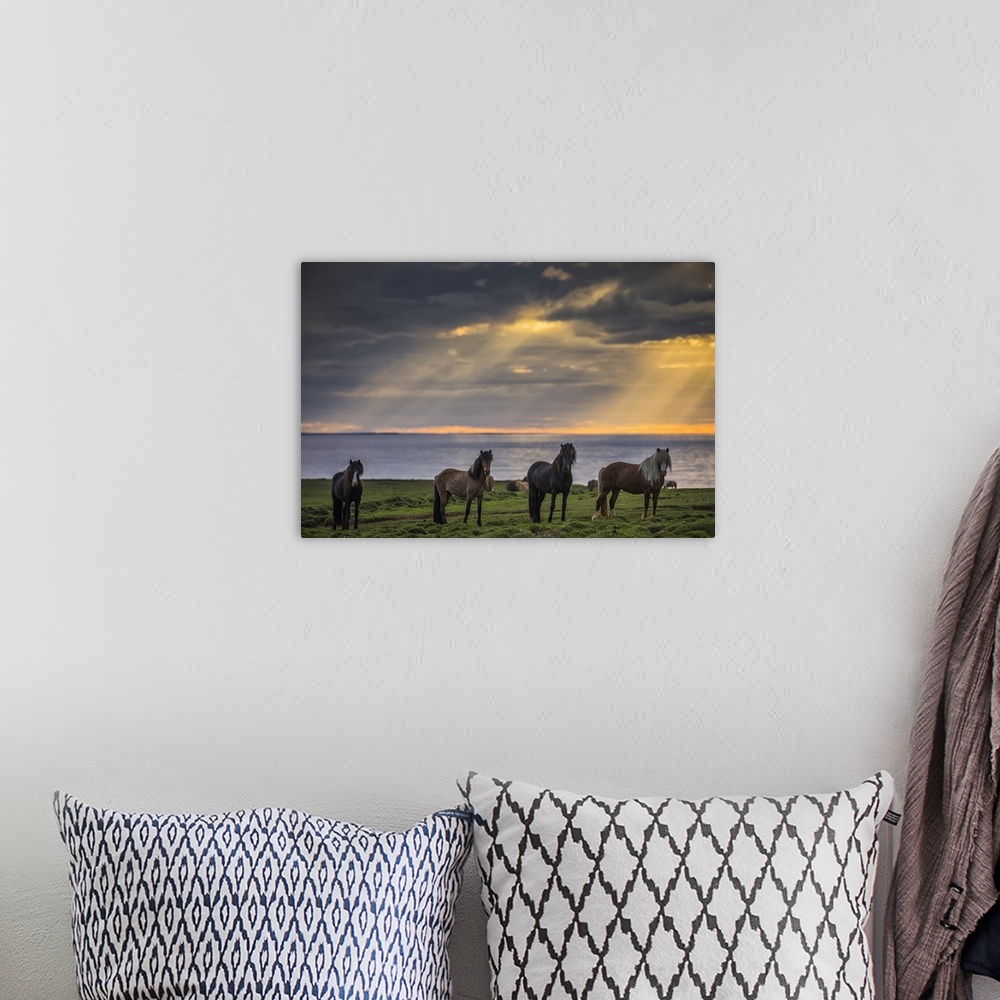A bohemian room featuring Icelandic horses standing in a row on the shore at sunset; Hofsos, Iceland