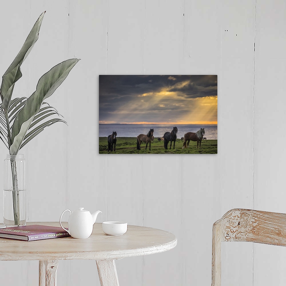 A farmhouse room featuring Icelandic horses standing in a row on the shore at sunset; Hofsos, Iceland