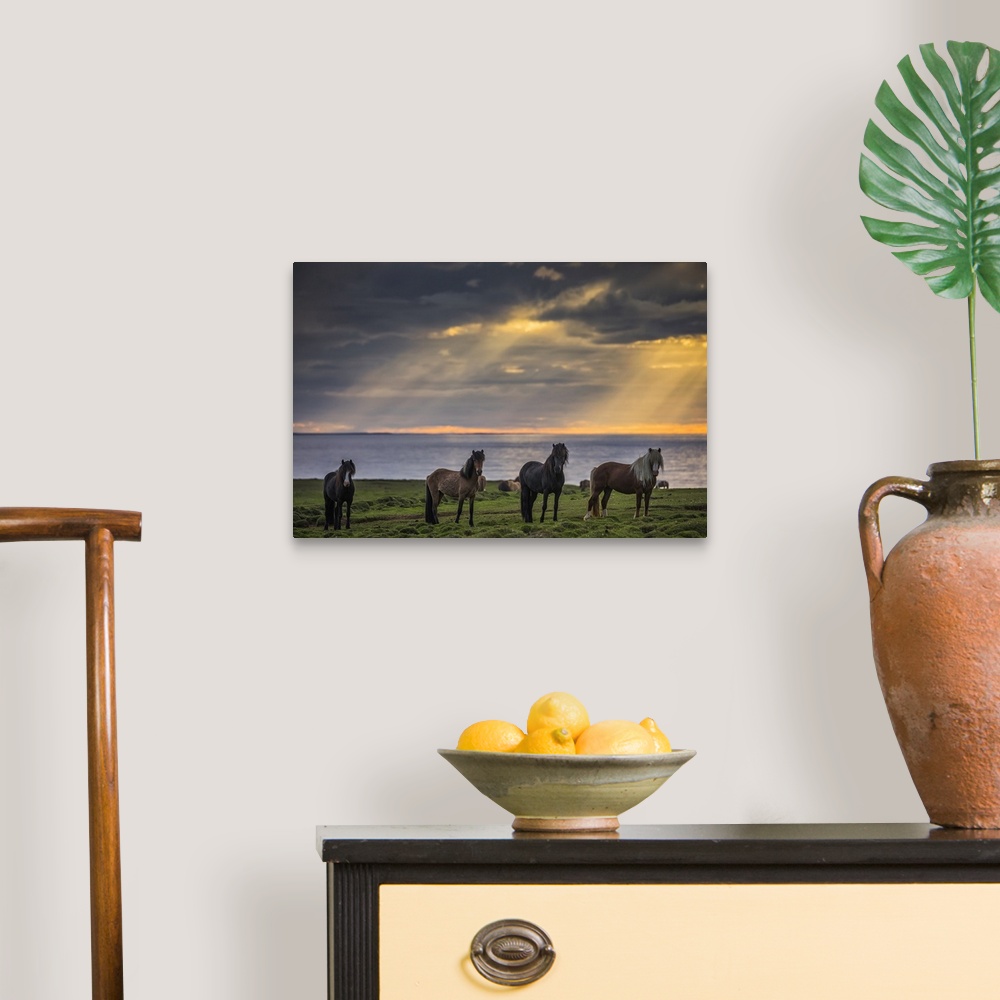 A traditional room featuring Icelandic horses standing in a row on the shore at sunset; Hofsos, Iceland