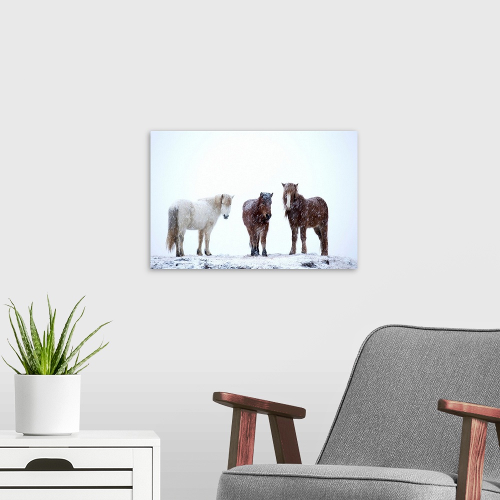 A modern room featuring Icelandic Horses Standing In A Snowstorm, Iceland