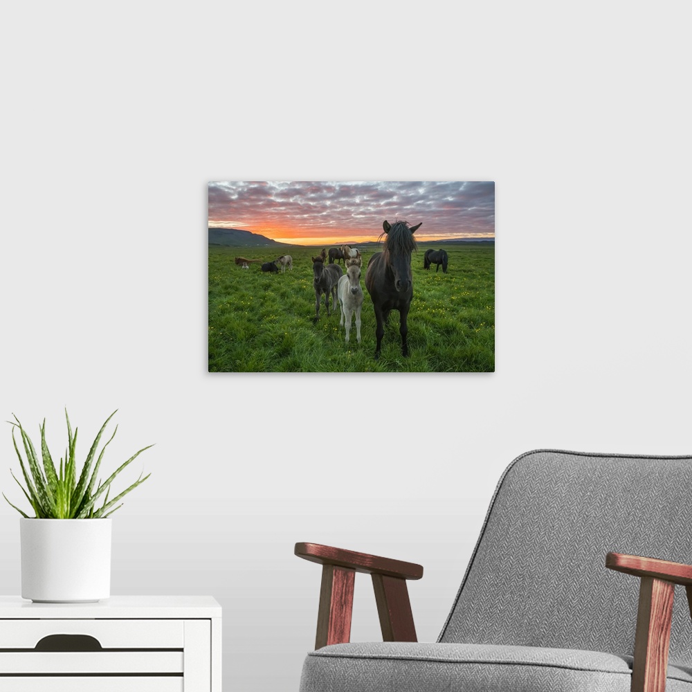 A modern room featuring Icelandic horses walking in a grass field at sunset, Hofsos, Iceland