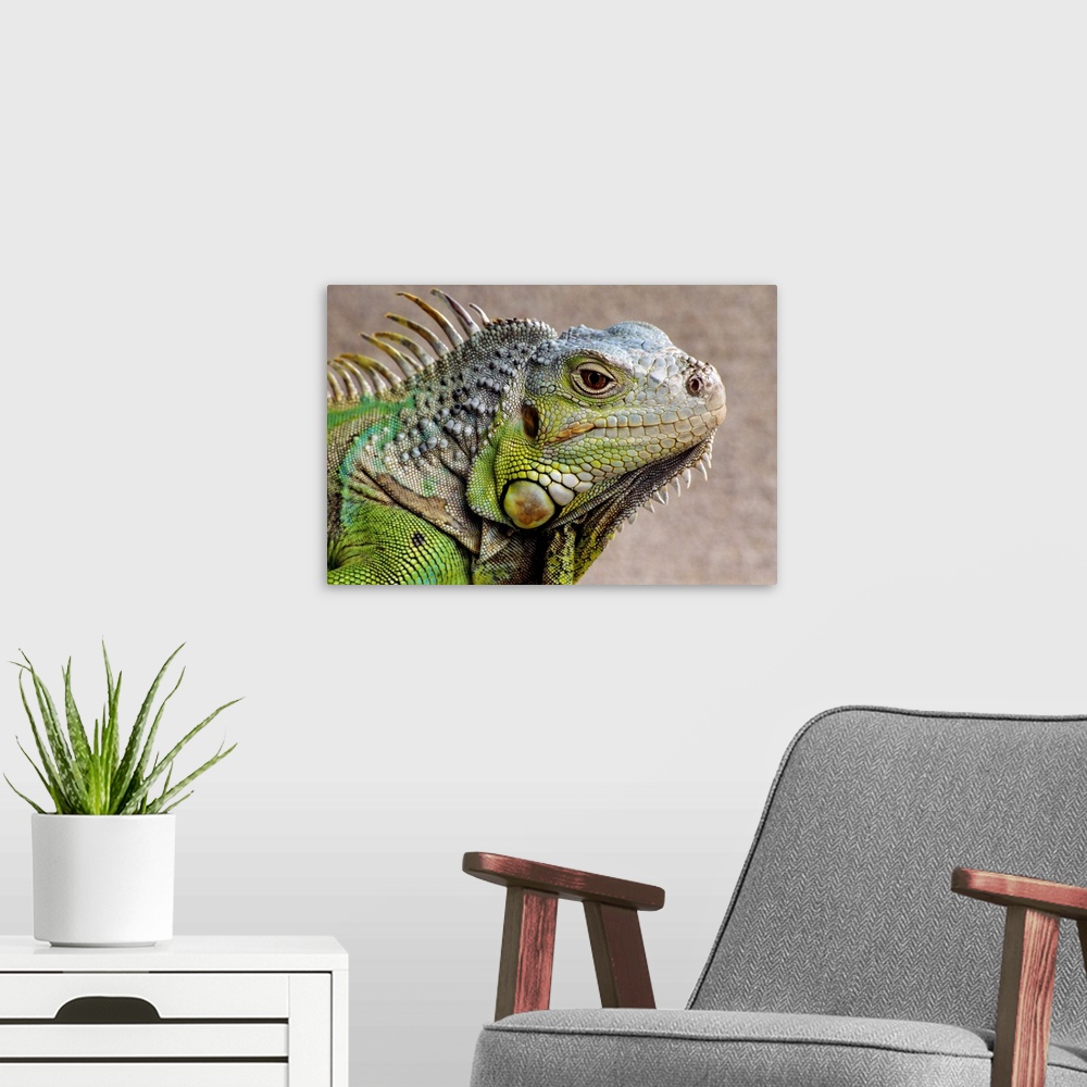 A modern room featuring Iguana Profile