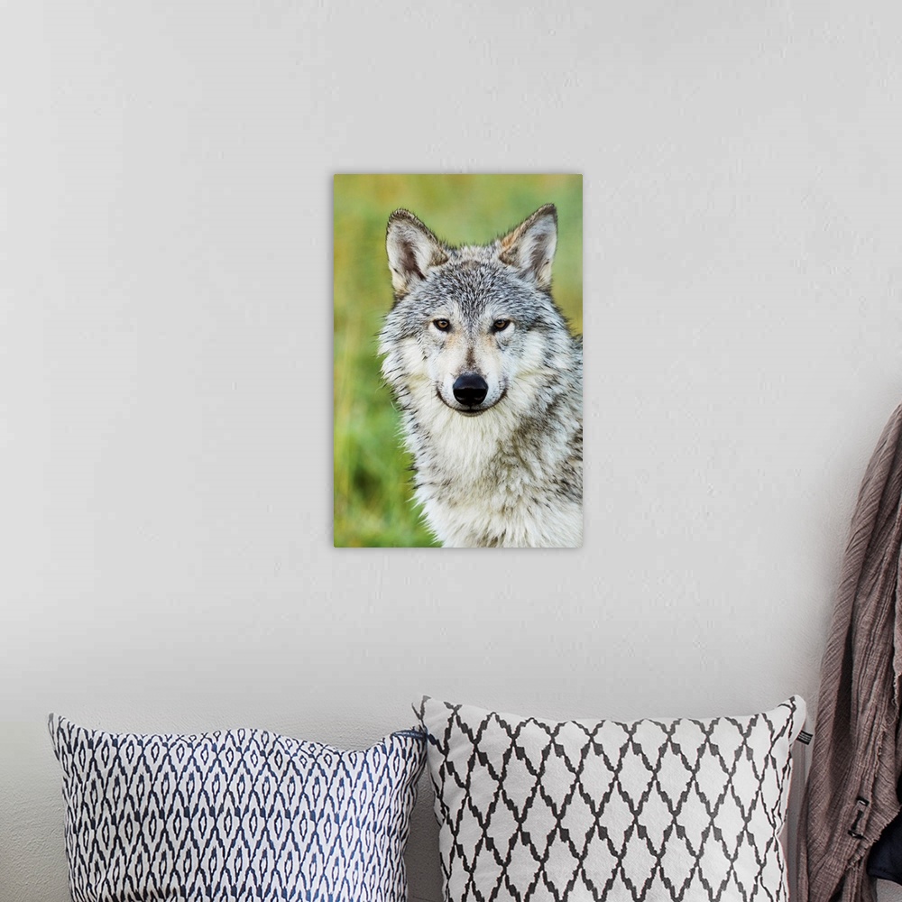 A bohemian room featuring Immature female wolf (canis lupus), captive at the Alaska Wildlife Conservation Center, South-cen...