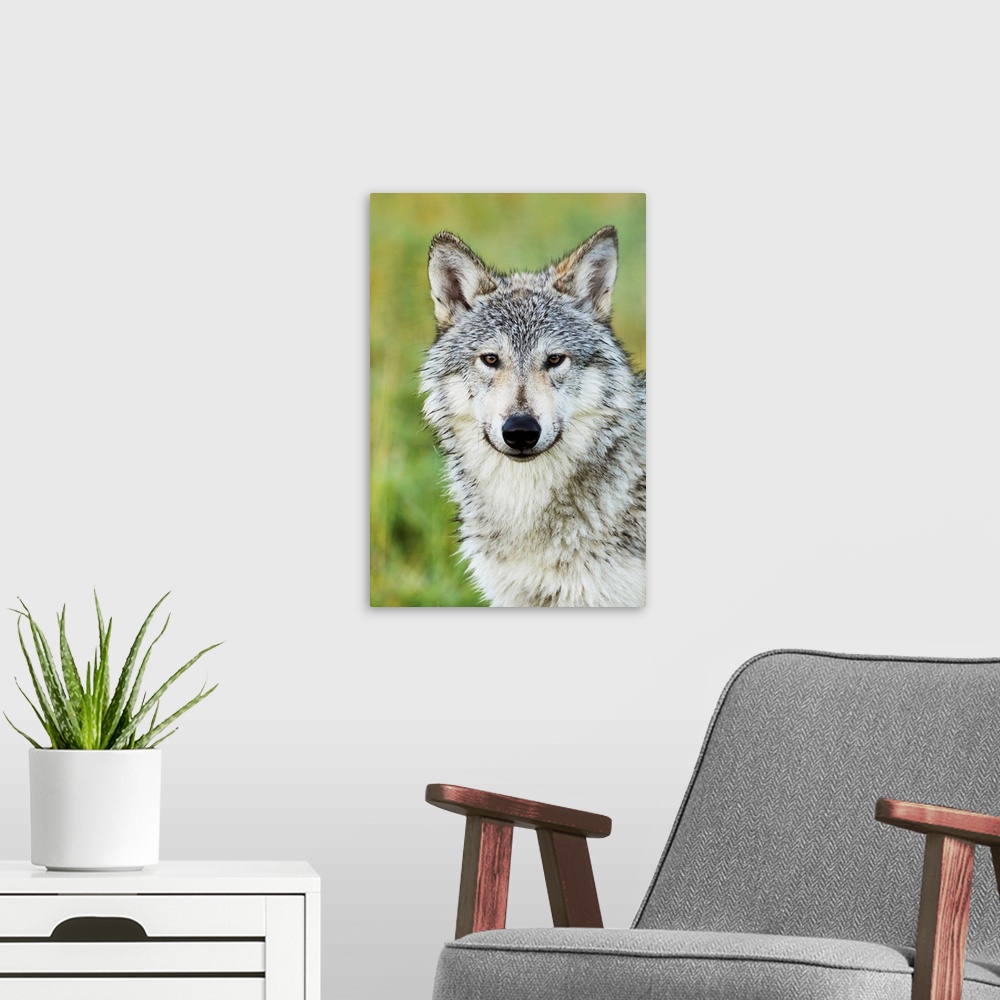 A modern room featuring Immature female wolf (canis lupus), captive at the Alaska Wildlife Conservation Center, South-cen...