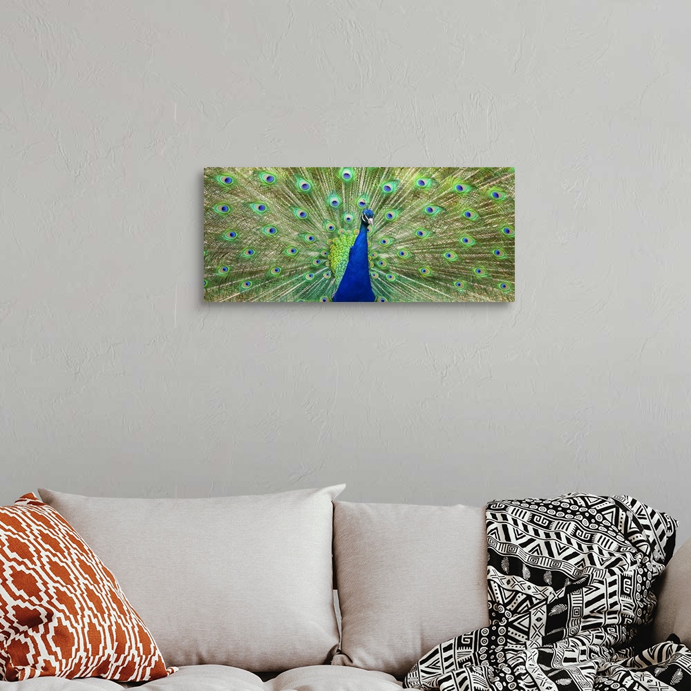 A bohemian room featuring Indian peafowl (Pavo cristatus) proudly displaying the feathers of it's train; Fort Collins, Colo...