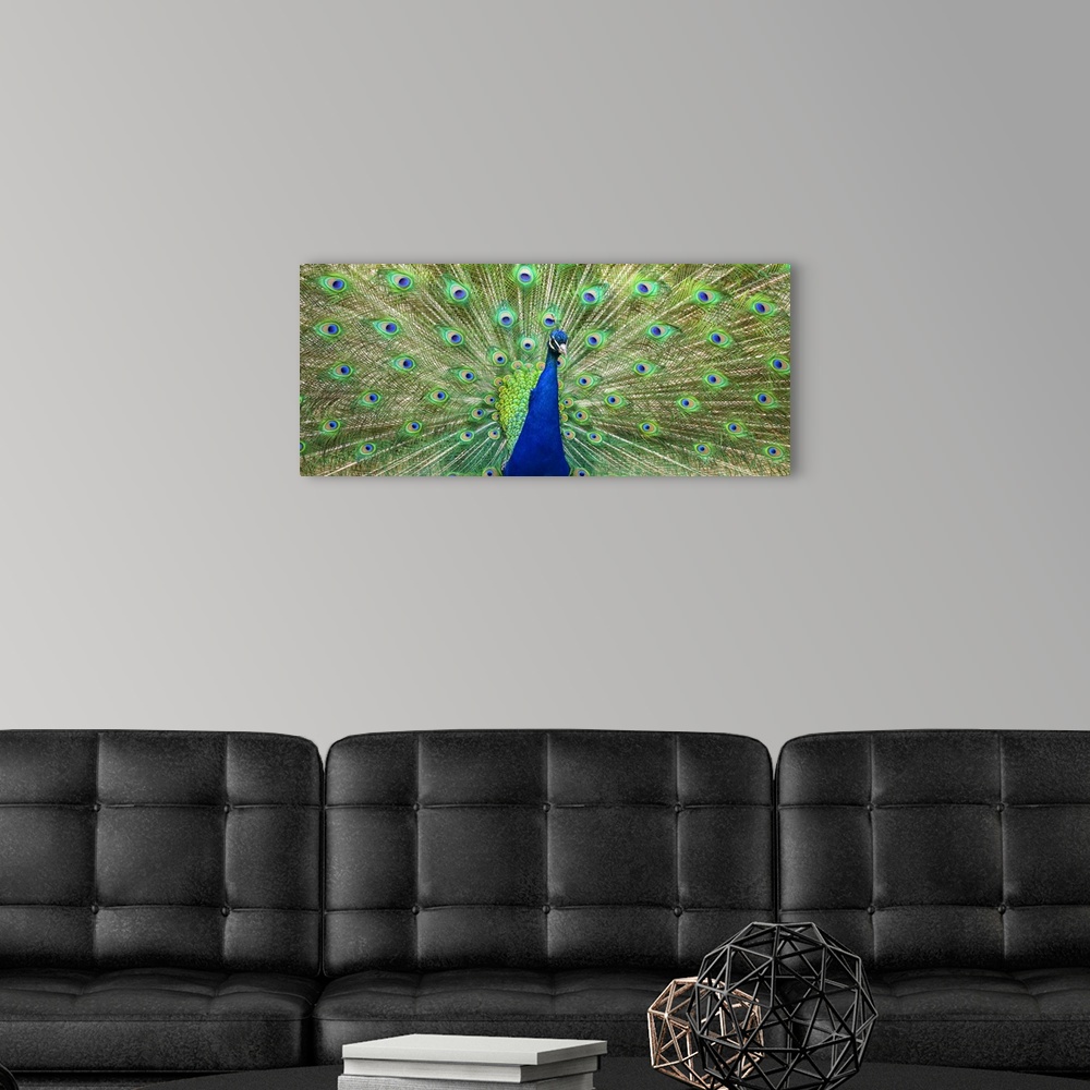 A modern room featuring Indian peafowl (Pavo cristatus) proudly displaying the feathers of it's train; Fort Collins, Colo...